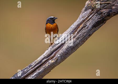 Black Redstart, Thursley Common, Großbritannien Stockfoto