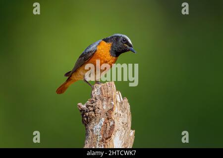 Black Redstart, Thursley Common, Großbritannien Stockfoto