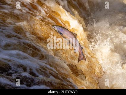 Lachs springt während des Lachs-Laufs einen Wasserfall hoch. Yorkshire UK Stockfoto