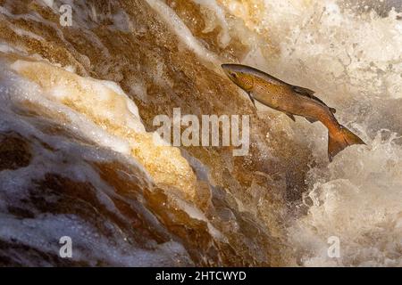 Lachs springt während des Lachs-Laufs einen Wasserfall hoch. Yorkshire UK Stockfoto