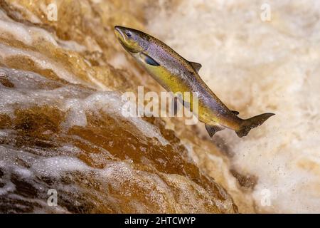 Lachs springt während des Lachs-Laufs einen Wasserfall hoch. Yorkshire UK Stockfoto