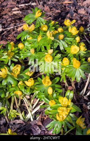 Eranthis hyemalis eine im späten Winter blühende Pflanze mit einer gelben Winterblüte, die allgemein als Winterakonit bekannt ist, Stock-Foto-Bild Stockfoto