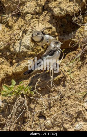 Vertikale Nahaufnahme des sands martins. Riparia riparia oder europäische Sand-martins, Uferschwalben. Stockfoto