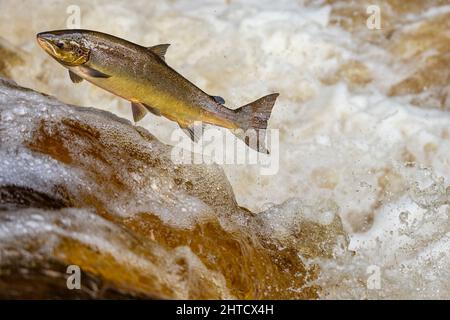 Lachs springt während des Lachs-Laufs einen Wasserfall hoch. Yorkshire UK Stockfoto