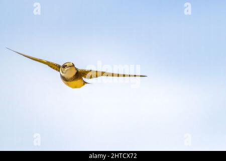 Eine Nahaufnahme des sands martin. Riparia riparia oder europäischer Sand martin, Banktrobe. Stockfoto