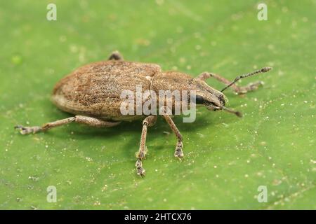 Nahaufnahme des Rübenblattweevels, Tanymecus palliatus auf einem grünen Blatt sitzend Stockfoto