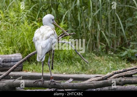 Nahaufnahme des afrikanischen Löffelbills, Platalea alba. Stockfoto