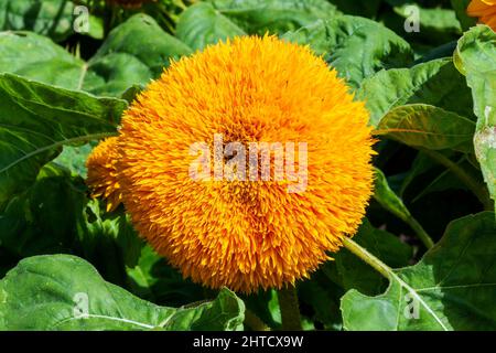 Helianthus annuus 'Teddybär' eine sommerliche, doppelt flauschige, blühende Pflanze mit einer gelben Sommerblume, die allgemein als Zwerg-Sungold bekannt ist, Stock Photo imag Stockfoto