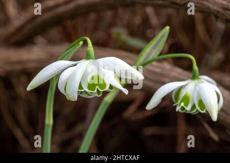 Galanthus 'Jacquenetta' (Schneeglöckchen) eine im Frühling doppelt blühende Winter-Zwiebelpflanze mit einer weiß grünen Frühlingsblume im Januar, Stock-Foto-Bild Stockfoto
