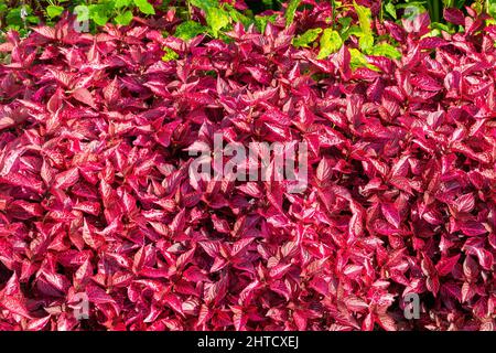 Iresine herbstii 'Brilliantissima' eine Pflanze mit blühenden Blättern und roten Blättern, die allgemein als Bloodleaf bekannt ist, Stockfoto Stockfoto