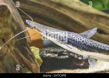 Nahaufnahme des Limaer Schaufelnasenwels, Sorubim lima. Stockfoto