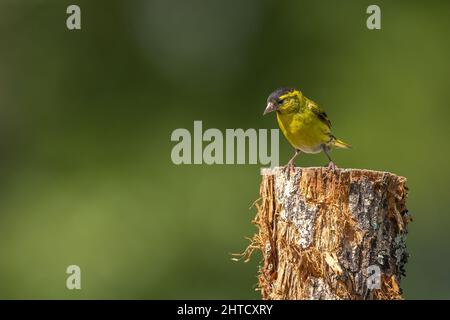 Männlicher Siskin. Schottland, Großbritannien Stockfoto