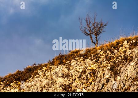 Einsame Pflanze ohne Blätter auf dem Grat eines eingestürzten Hügels. Roccaraso, Provinz L'Aquila, Abruzzen, Italien, Europa Stockfoto