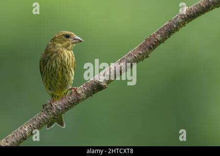 Weibliche Siskin. Lancashire, Großbritannien Stockfoto