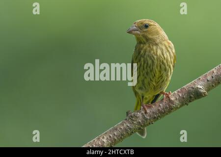 Weibliche Siskin. Lancashire, Großbritannien Stockfoto