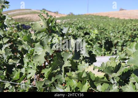 Eine malerische Landschaft von Weinbergen in Paso Robles, Kalifornien Stockfoto