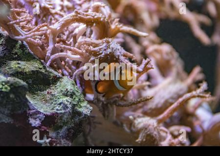 Nahaufnahme des Ocellaris Clownfisches, Amphiprion ocellaris. Stockfoto