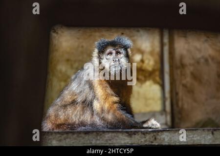 Nahaufnahme des schwarzen Kapuziner, Sapajus nigritus. Stockfoto