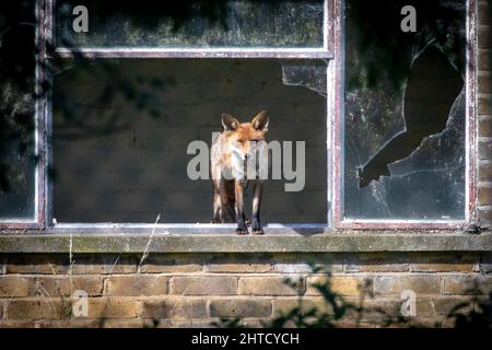 Ländlicher Rotfuchs in einem kaputten Fenster. Stockfoto