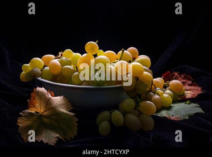 Hinterleuchtete Trauben aus weißen Trauben auf schwarzem Hintergrund mit roten Blättern. Abruzzen, Italien, Europa Stockfoto