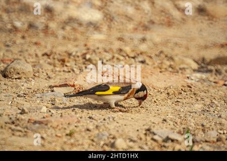 Nahaufnahme des europäischen Goldfinkens oder einfach des Goldfinkens, Carduelis carduelis. Stockfoto