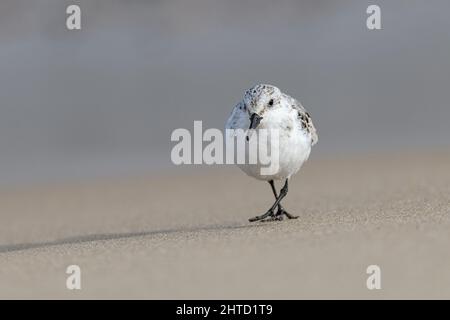 Sanderling, Calidris alba, Erwachsene, die sich in Wintergefieder stürzen, die an der Küste entlang laufen Norfolk, Oktober Stockfoto