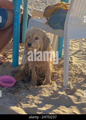 Hund am Strand im Schatten eines Sessels mit Wasser Stockfoto