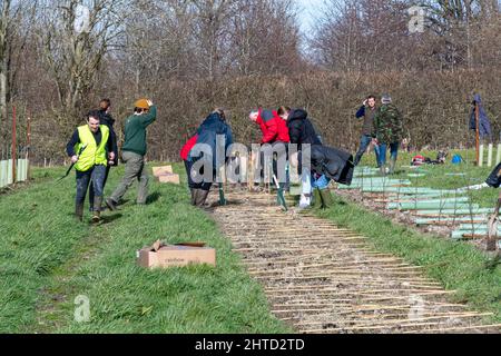 Freiwillige bei einer Baumbepflanzung und Heckenbepflanzung im Hartley Wine Estate in Hampshire, England, Großbritannien Stockfoto