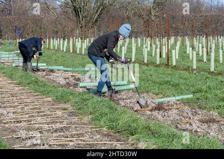 Freiwillige bei einer Baumbepflanzung und Heckenbepflanzung im Hartley Wine Estate in Hampshire, England, Großbritannien Stockfoto