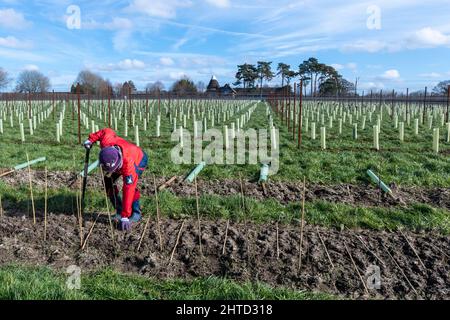 Volunteer bei einer Baumbepflanzung und Heckenbepflanzung im Hartley Wine Estate in Hampshire, England, Großbritannien Stockfoto