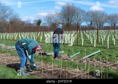 Freiwillige bei einer Baumbepflanzung und Heckenbepflanzung im Hartley Wine Estate in Hampshire, England, Großbritannien Stockfoto