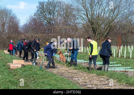 Freiwillige bei einer Baumbepflanzung und Heckenbepflanzung im Hartley Wine Estate in Hampshire, England, Großbritannien Stockfoto