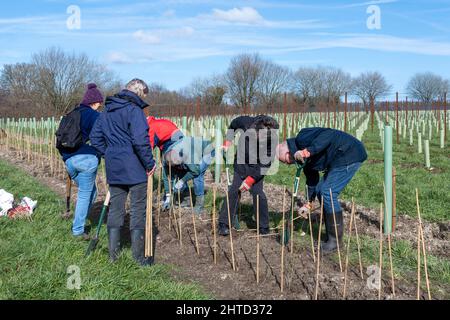 Freiwillige bei einer Baumbepflanzung und Heckenbepflanzung im Hartley Wine Estate in Hampshire, England, Großbritannien Stockfoto