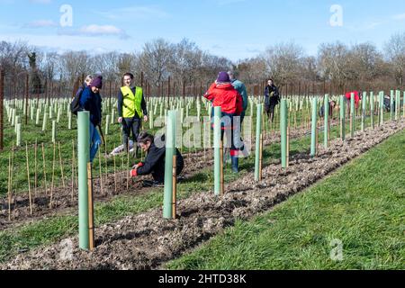 Freiwillige bei einer Baumbepflanzung und Heckenbepflanzung im Hartley Wine Estate in Hampshire, England, Großbritannien Stockfoto