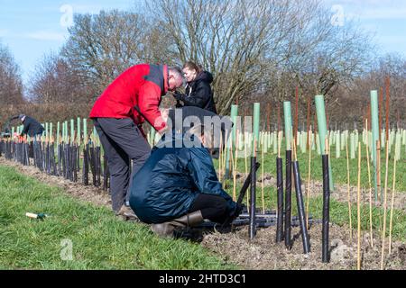 Freiwillige bei einer Baumbepflanzung und Heckenbepflanzung im Hartley Wine Estate in Hampshire, England, Großbritannien Stockfoto