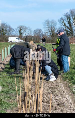 Freiwillige bei einer Baumbepflanzung und Heckenbepflanzung im Hartley Wine Estate in Hampshire, England, Großbritannien Stockfoto