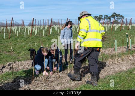 Freiwillige bei einer Baumbepflanzung und Heckenbepflanzung im Hartley Wine Estate in Hampshire, England, Großbritannien Stockfoto