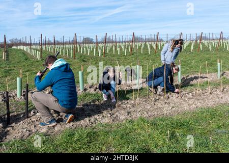 Freiwillige bei einer Baumbepflanzung und Heckenbepflanzung im Hartley Wine Estate in Hampshire, England, Großbritannien Stockfoto