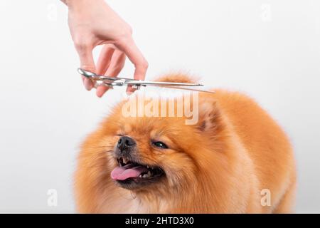 Professionelle Pistenerin kümmert sich im Tierpflegesalon um den orangefarbenen pommerschen Spitz. Der Mitarbeiter des Friseursalons schneidet die Haare auf dem dekorativen Hundekopf des Spielzeugs in der Nähe Stockfoto