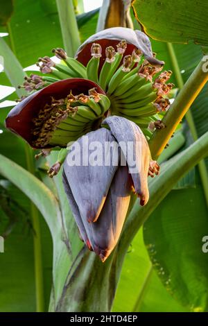 Ein Haufen frischer, grüner Bio-Bananen wächst auf dem Baum mit Blumenaufnahme Stockfoto