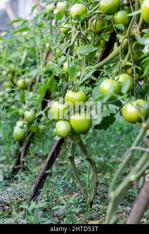 Nahaufnahme von rohen Bio-Tomaten im Garten Stockfoto