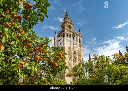 Glockenturm Giralda und Orangenhof, Kathedrale Santa María de la Sede in Sevilla, Andalusien, Spanien | Glockenturm Giralda Kathedrale von Sevilla Heilige Stockfoto