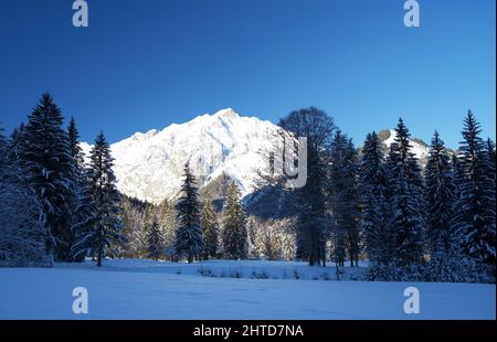 Gruppe von schneebedeckten Nadelbäumen in einer ruhigen Winterberglandschaft Stockfoto