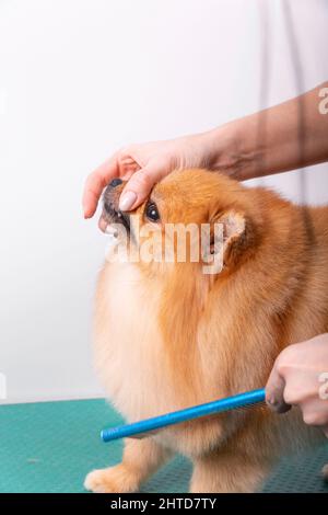 Professionelle Pistenerin kümmert sich im Tierpflegesalon um den orangefarbenen pommerschen Spitz. Der Friseursalon kämmt die Wolle auf der dekorativen Spielzeug-Hundehüste ein Stockfoto