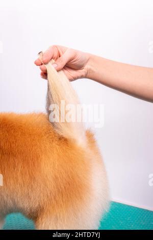 Professionelle Pistenerin kümmert sich im Tierpflegesalon um den orangefarbenen pommerschen Spitz. Der Mitarbeiter des Friseursalons schneidet in Nahaufnahme Haare am Hundeschwanz. Stockfoto