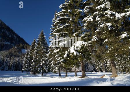 Gruppe von schneebedeckten Nadelbäumen in einer ruhigen Winterberglandschaft Stockfoto