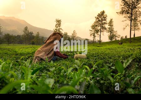 Arbeiter pflücken Teeblätter in Teeplantage, schöne Morgenansicht von Wayanad, Kerala Natur Landschaft, International Tea Day Konzept Bild Stockfoto