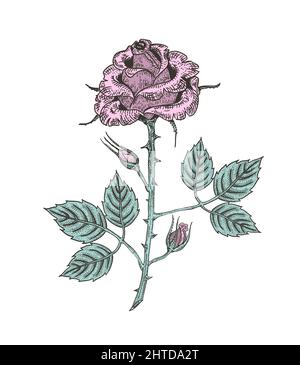 Vektor-Illustration einer rosa Rosenblume, botanisch handgezeichnete gravierte Skizze eines Pflanzenzweiges mit Knospen und Blättern Stock Vektor