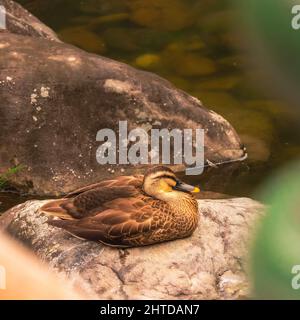 Foto einer auf einem Stein sitzenden Ente Stockfoto