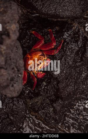 Nahaufnahme der Sally lightfoot Krabbe, die zwischen nassen schwarzen Felsen am Strand sitzt Stockfoto